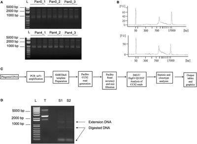 Coupling of Single Molecule, Long Read Sequencing with IMGT/HighV-QUEST Analysis Expedites Identification of SIV gp140-Specific Antibodies from scFv Phage Display Libraries